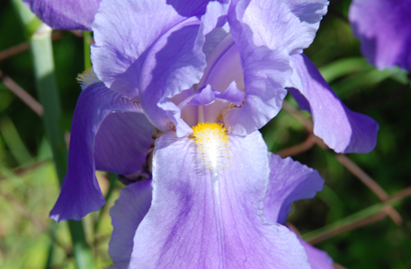 Foto von violetter Iris-Blüte