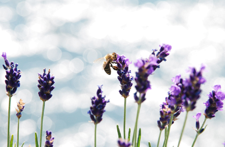 Foto Lavendel mit Biene