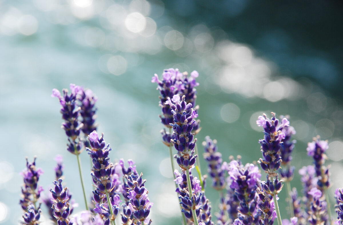Foto Lavendelblüten