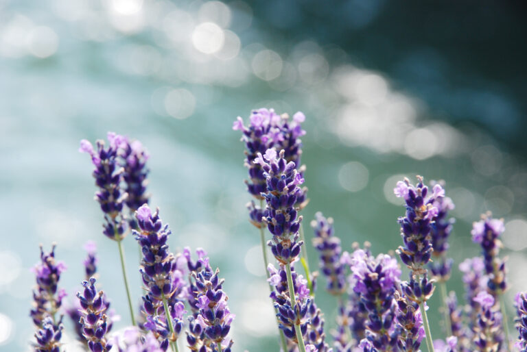 Foto Lavendelblüten