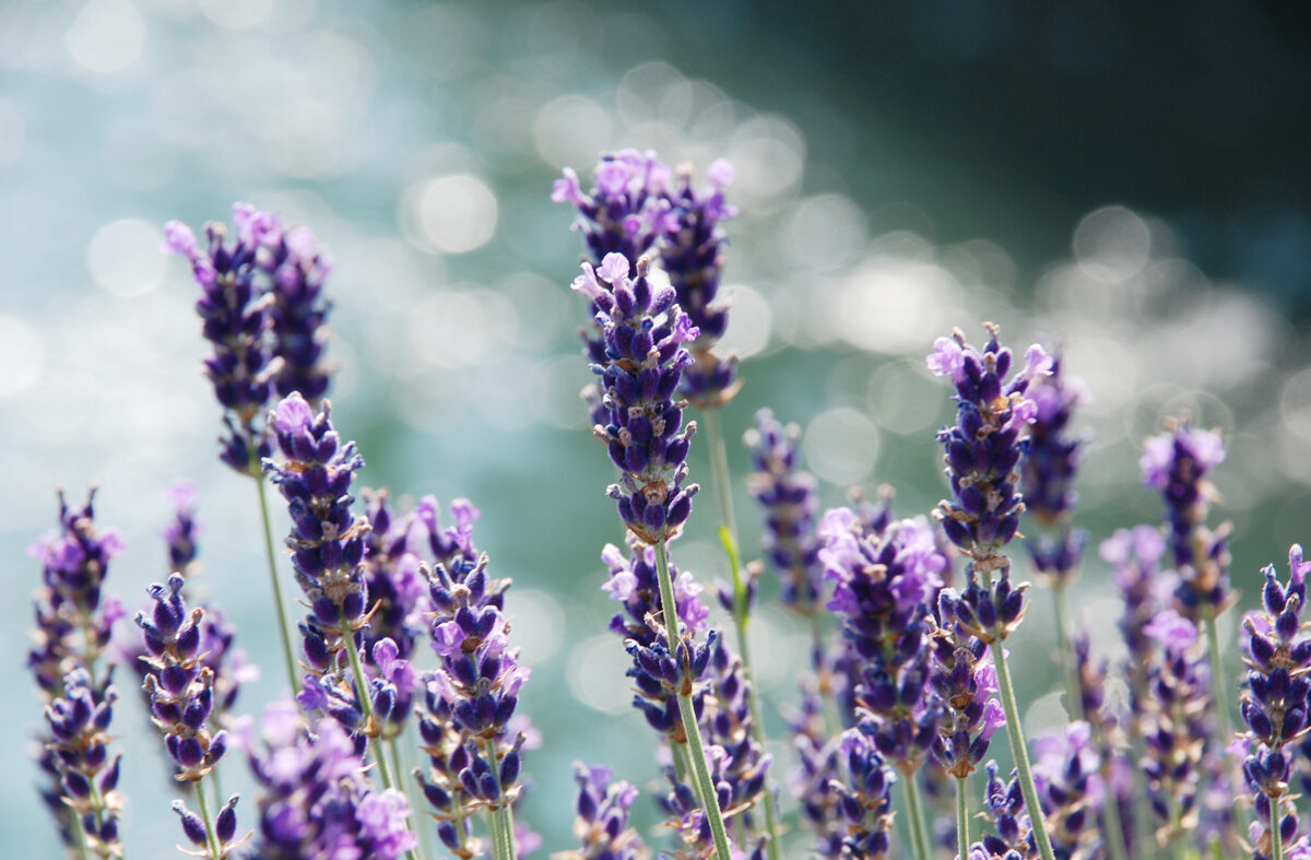 Foto Lavendelblüten