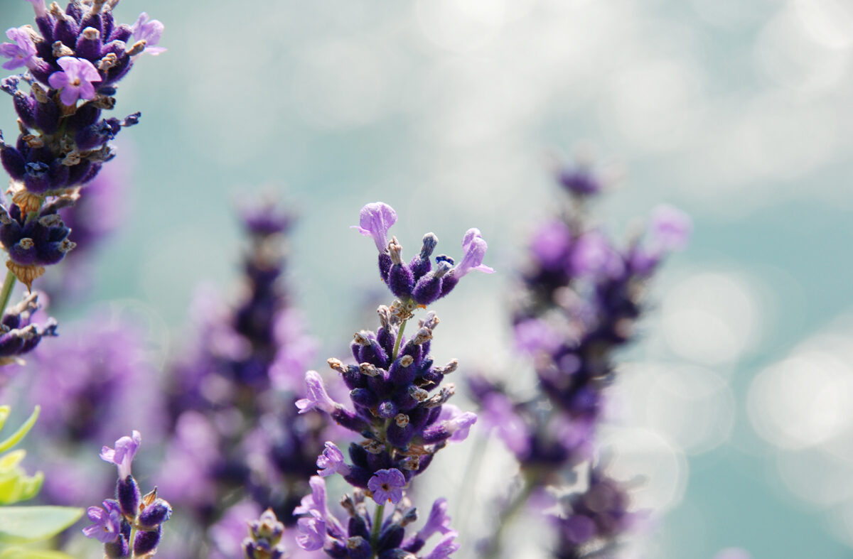 Foto Lavendelblüten