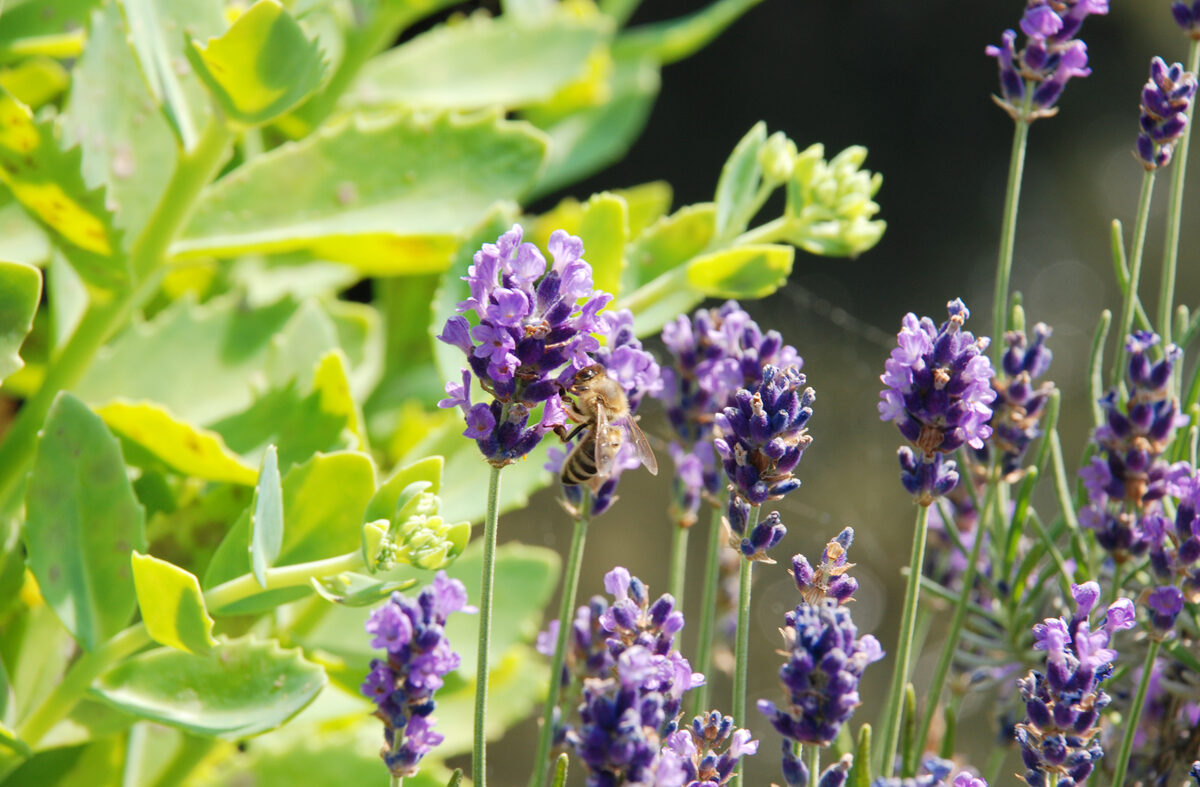 Foto Lavendelblüten mit Biene