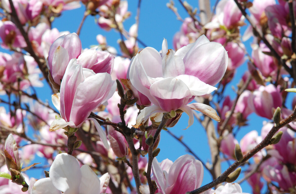 Foto Magnolien-Blüten