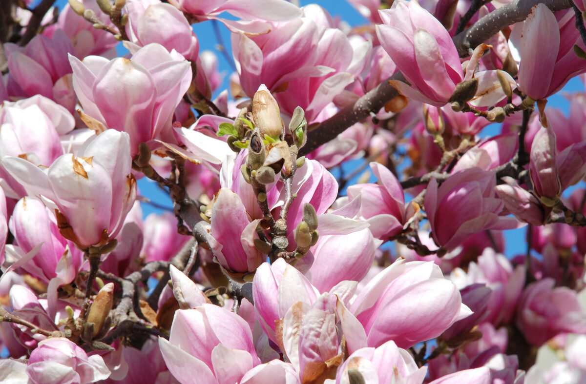 Foto Magnolien-Blüten