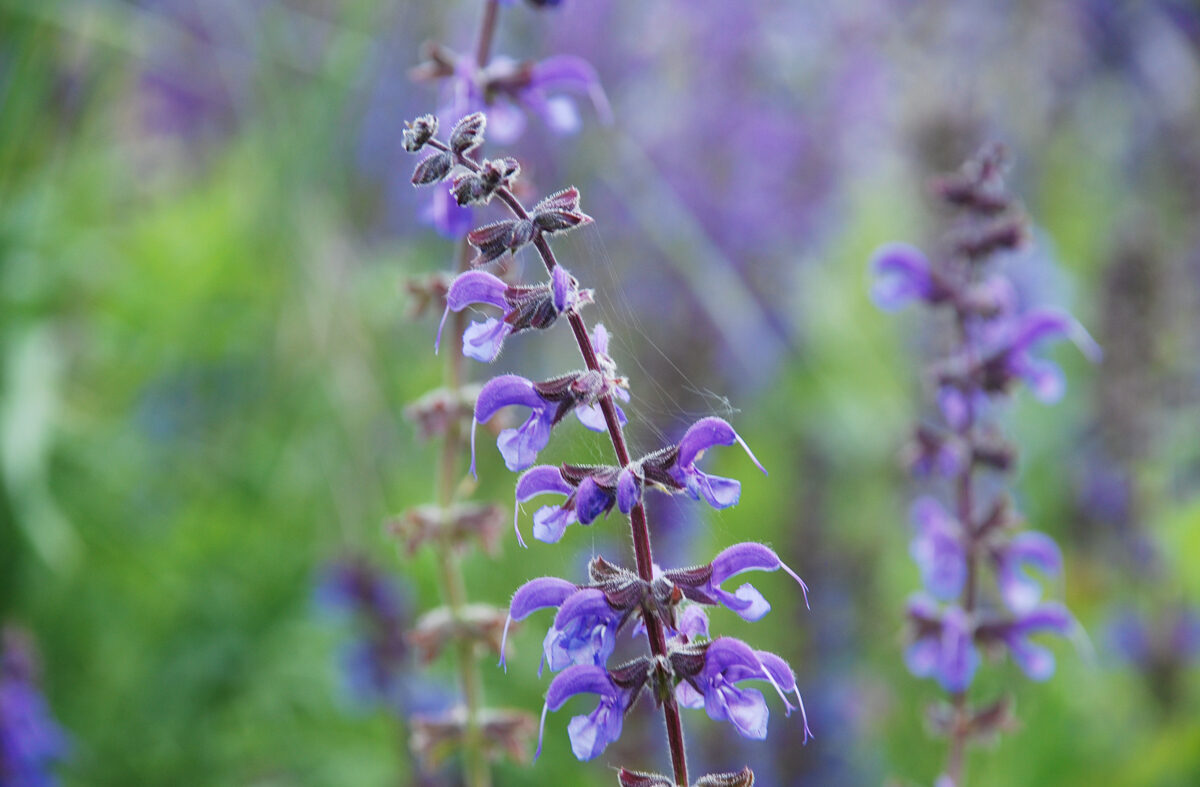 Foto violette Blume