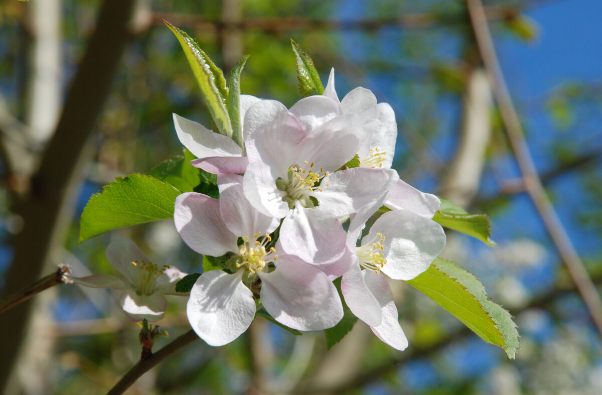 Foto Frühlingsblüten