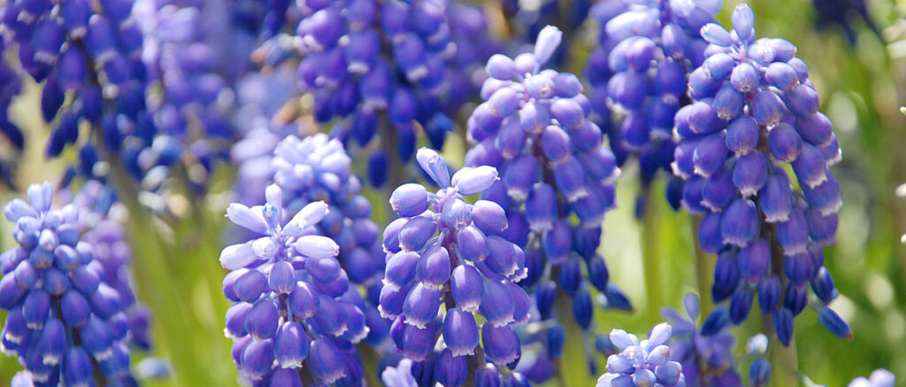 blaue Blumen