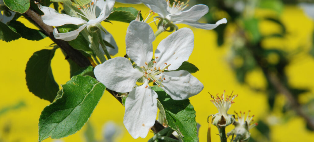 Apflelblüten im Frühling