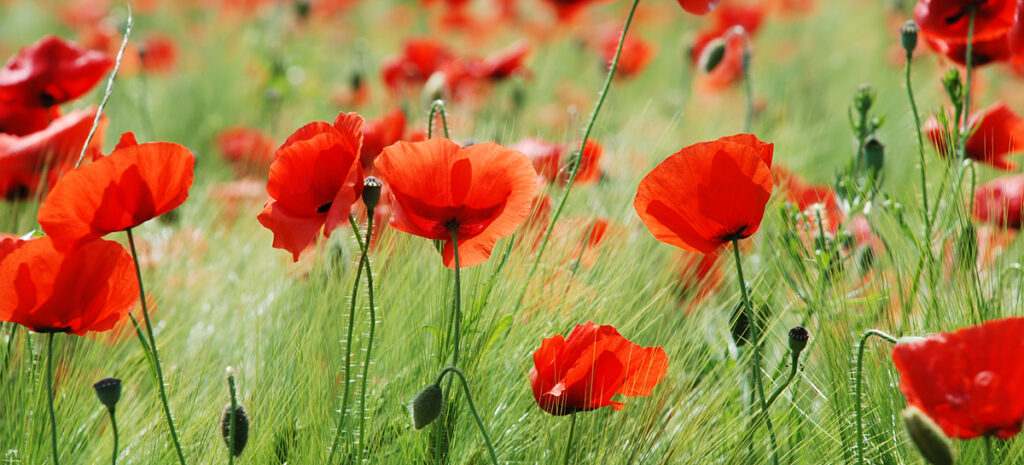 Mohnblumen